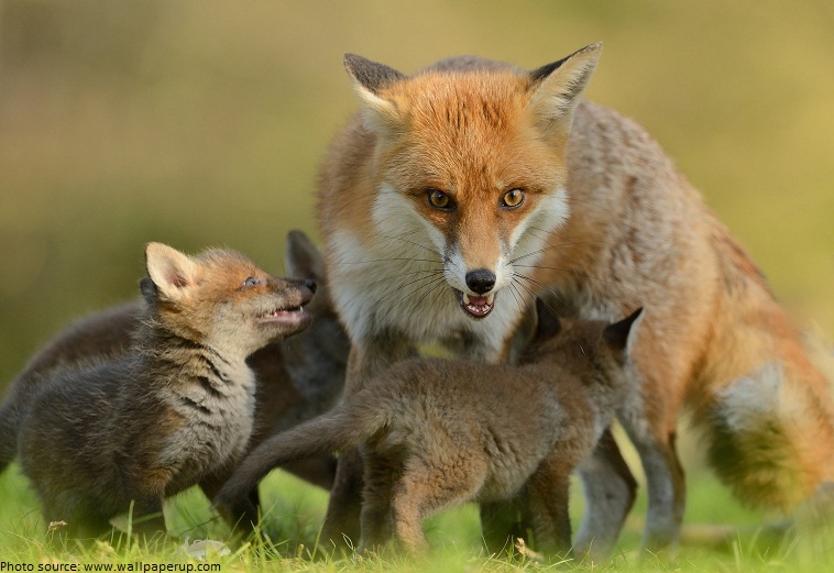 fox with pups