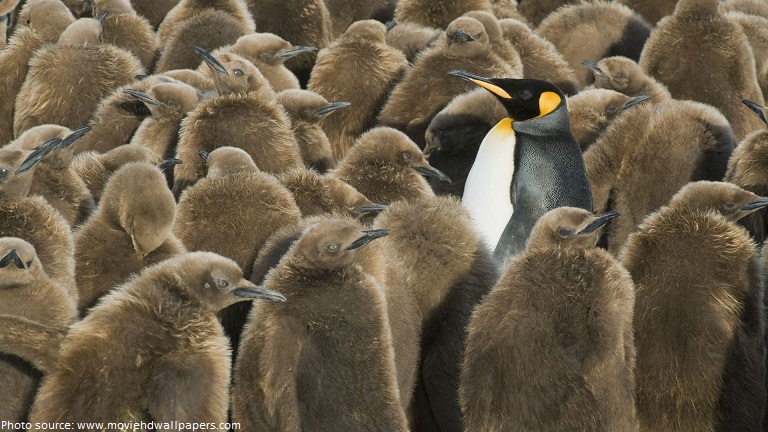 king penguin among chicks south georgia island