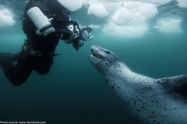 leopard-seal
