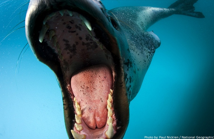 leopard seal open mouth