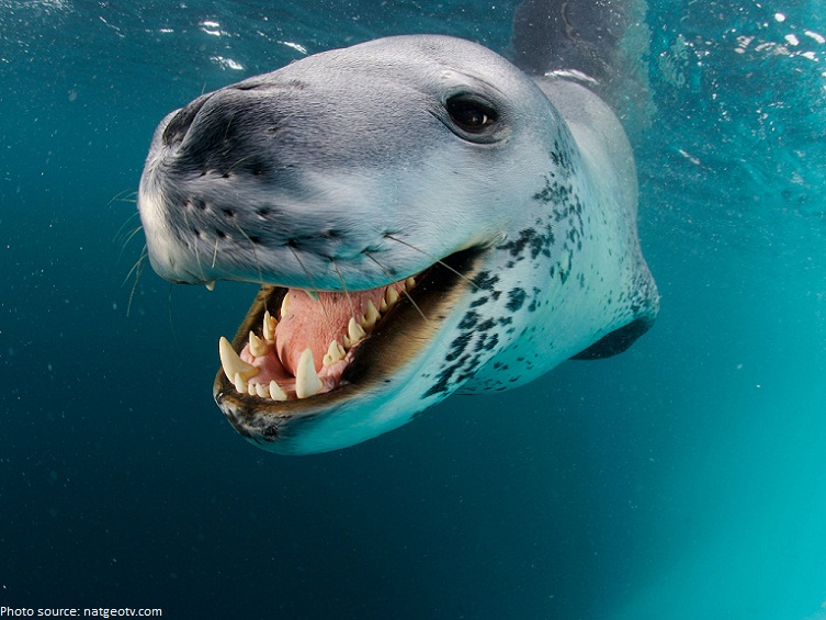 leopard seal smileing