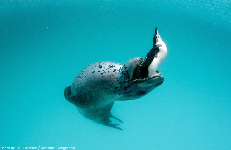 leopard seal with penguin