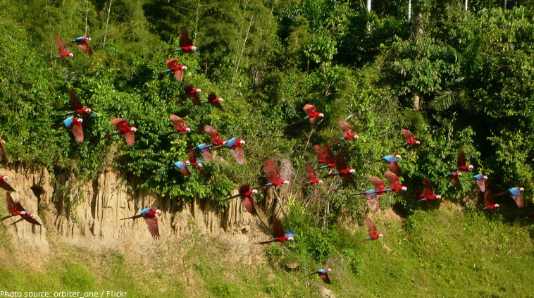 macaw flock