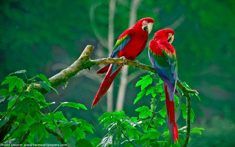 pair of scarlet macaws