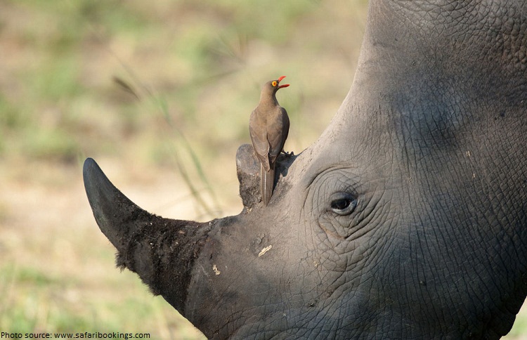 rhino and oxpecker