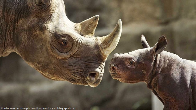 rhino mother and babu