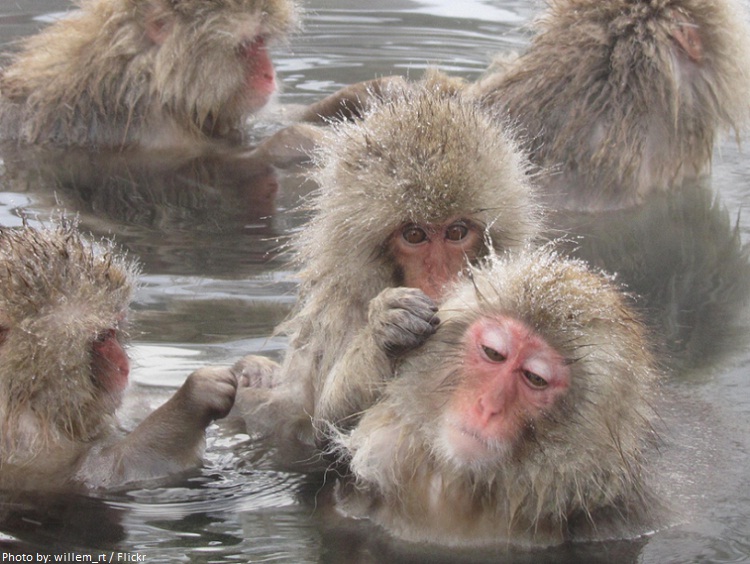 snow monkeys groom each-other