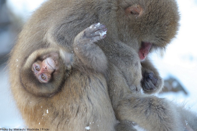 snow monkeys mother and baby