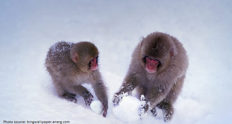 snow monkeys snowball