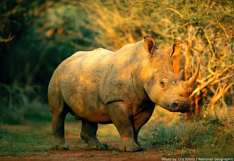 Interesting facts about rhinos | Just Fun Facts