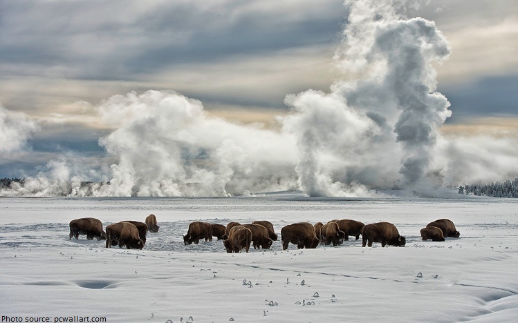 yellowstone bison winter