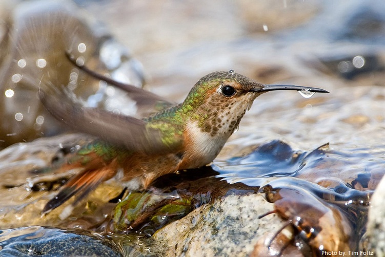 hummingbird takes a bath