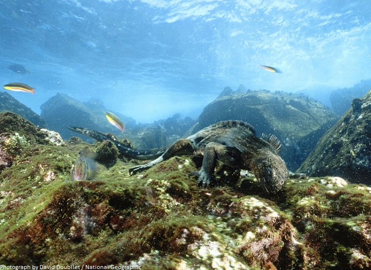 marine iguana eating