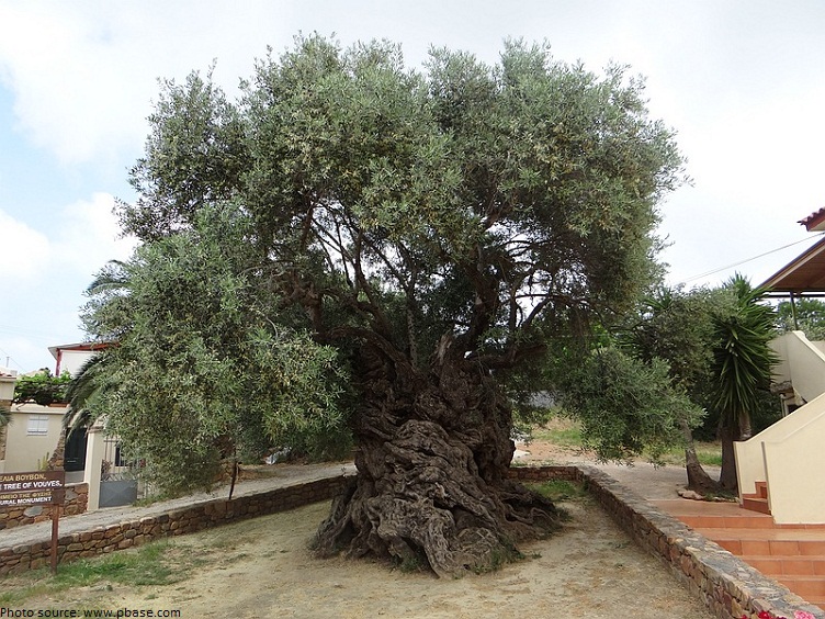 oldest olive tree in the world
