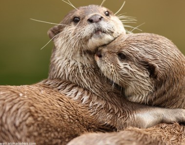 Interesting facts about otters