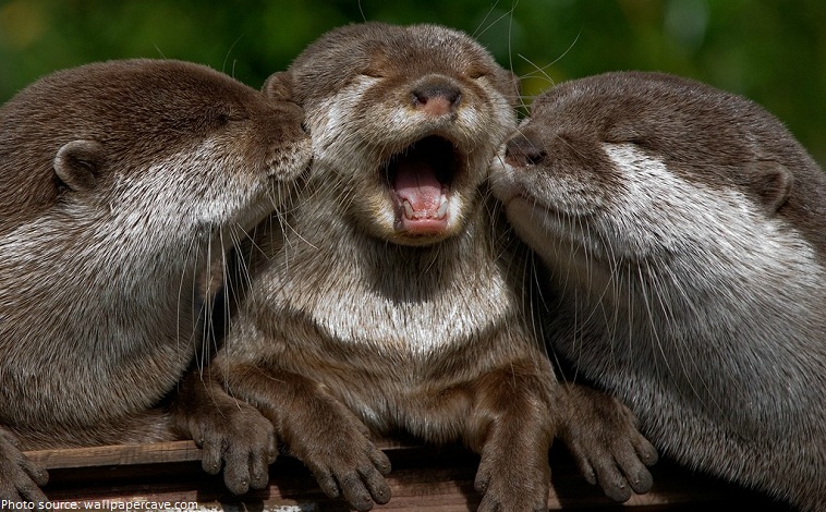 otters cubs