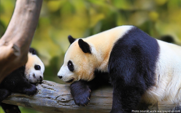panda cub and mother
