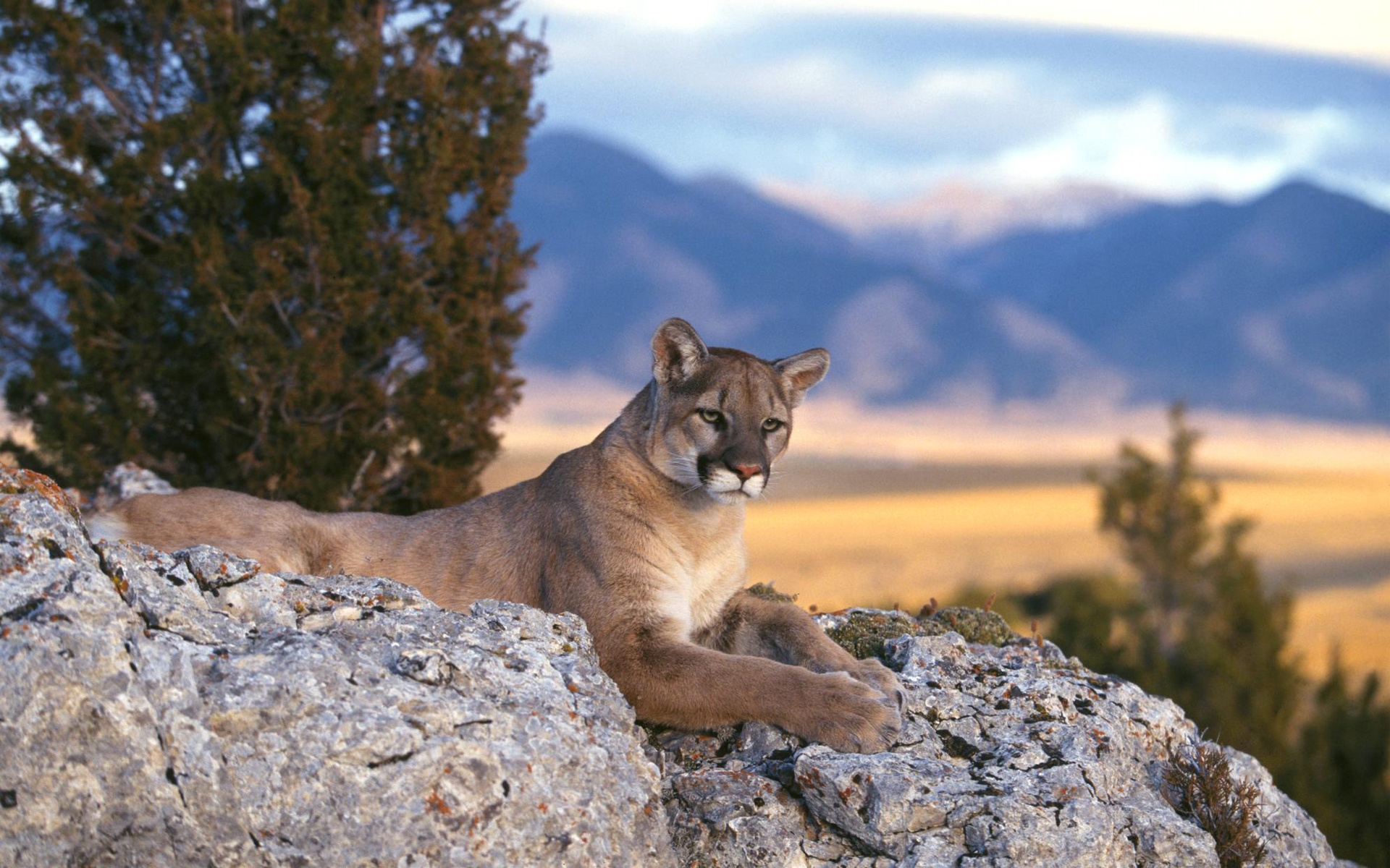 Interesting facts about pumas | Just Fun Facts