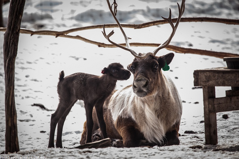 reindeer mother and calf