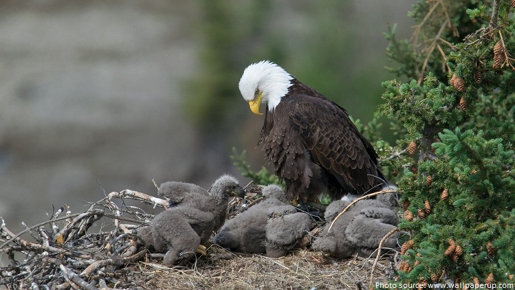 bald eagle with eaglets
