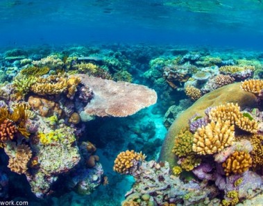Interesting facts about coral reefs