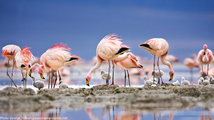 flamingos chicks