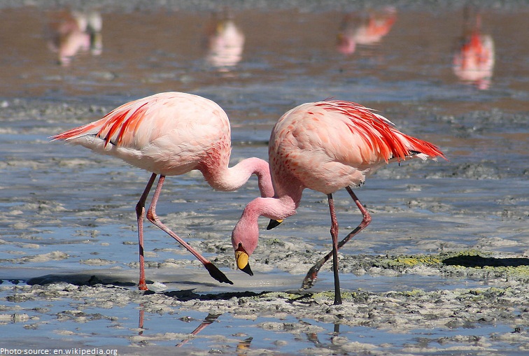 flamingos eating
