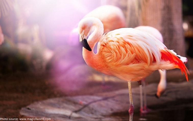 flamingos standing on one leg