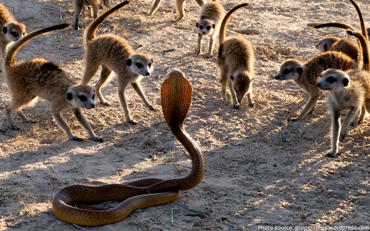 meerkat and snake