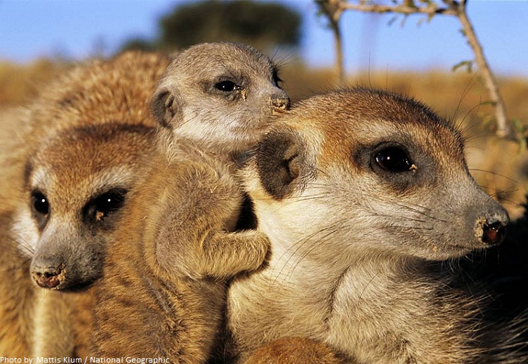 meerkats and baby
