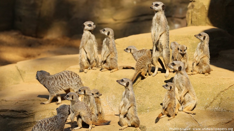 meerkats mob