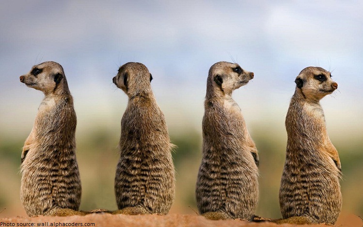 meerkats watch guard