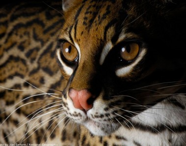 Interesting facts about ocelots