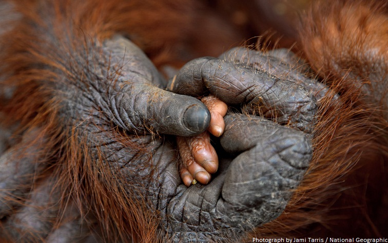 orangutan hands
