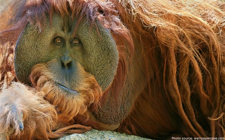 orangutan male