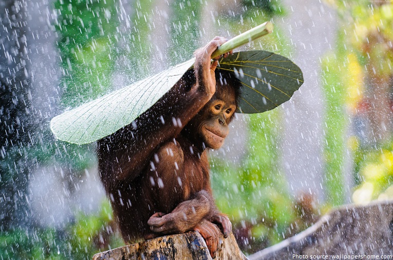 orangutan with leaf umbrela