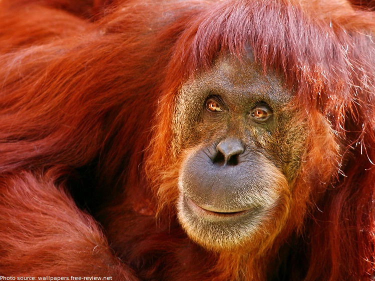 Interesting facts about orangutans | Just Fun Facts