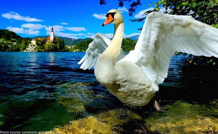 swan on lake bled
