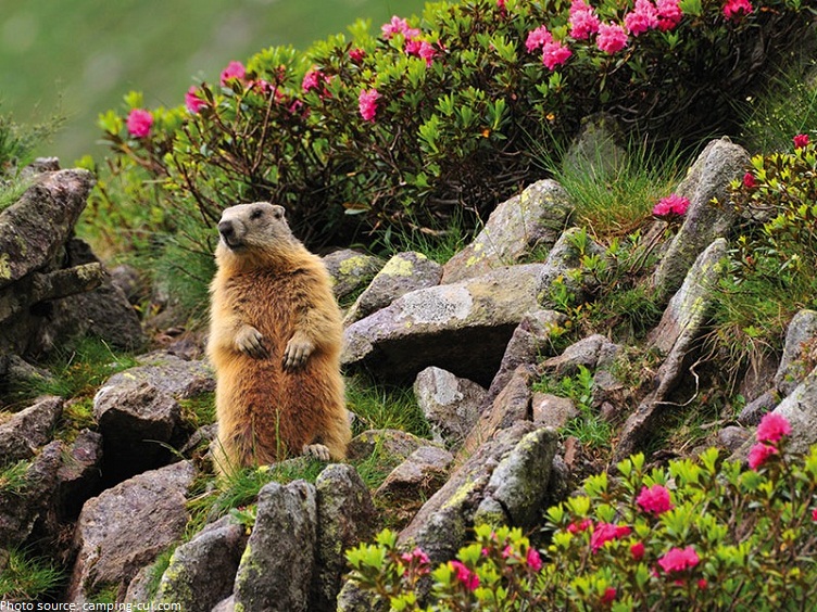 swiss national park marmot