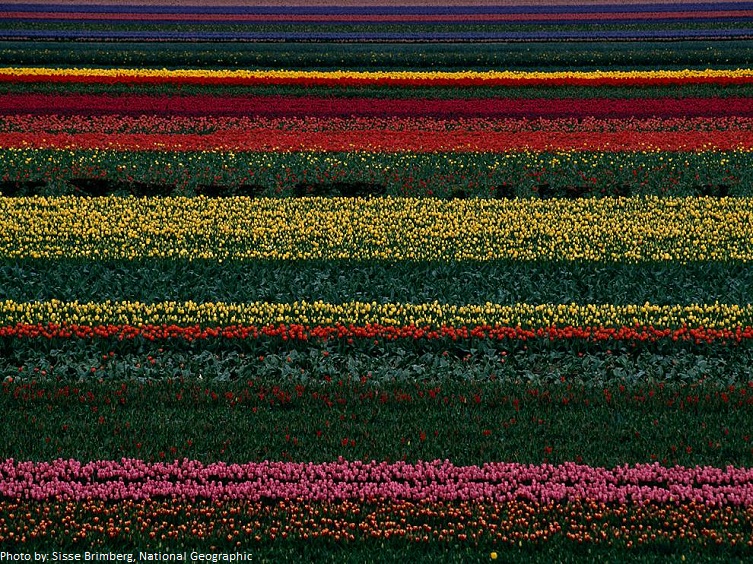 tulip field holland