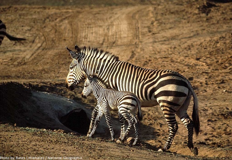 zebra and young