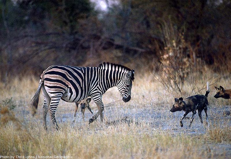 zebra hyenas