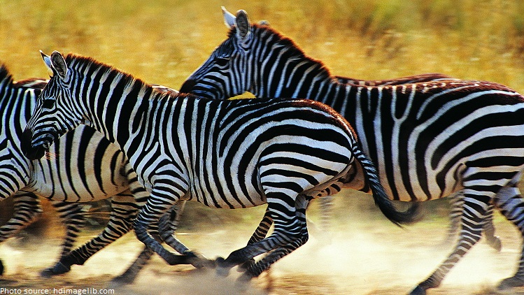 zebras running