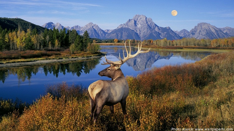 banff national park elk