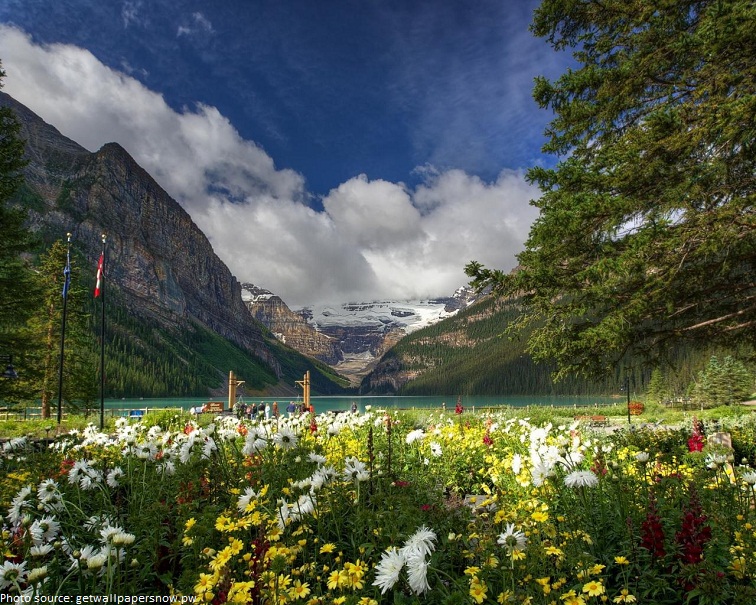 banff national park flowers