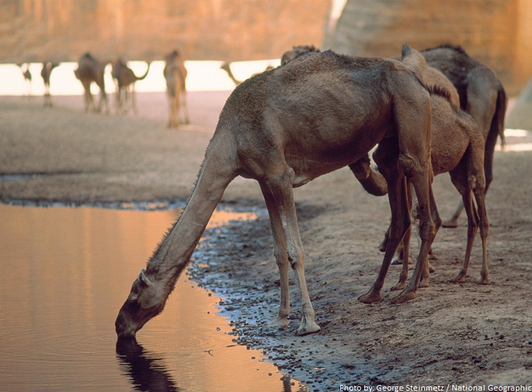 camels drinking water