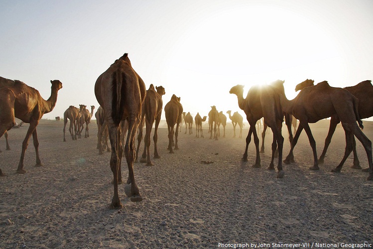 camels herd