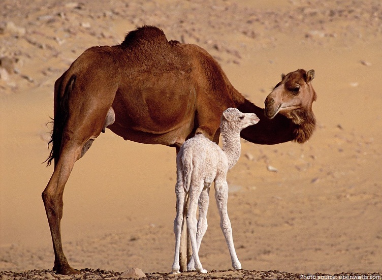 camels mother calf