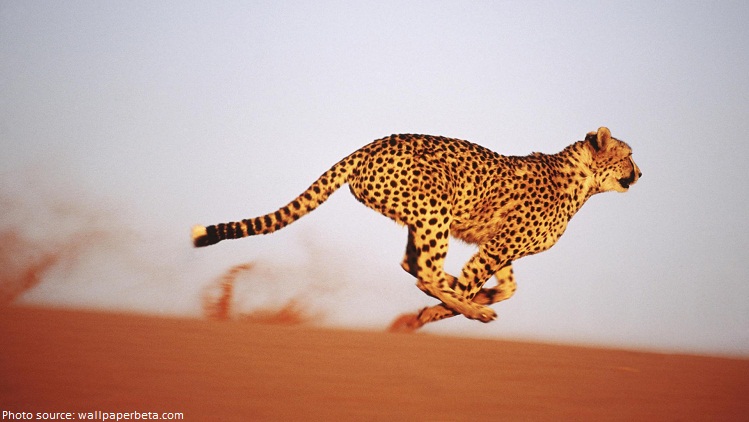 cheetah in desert