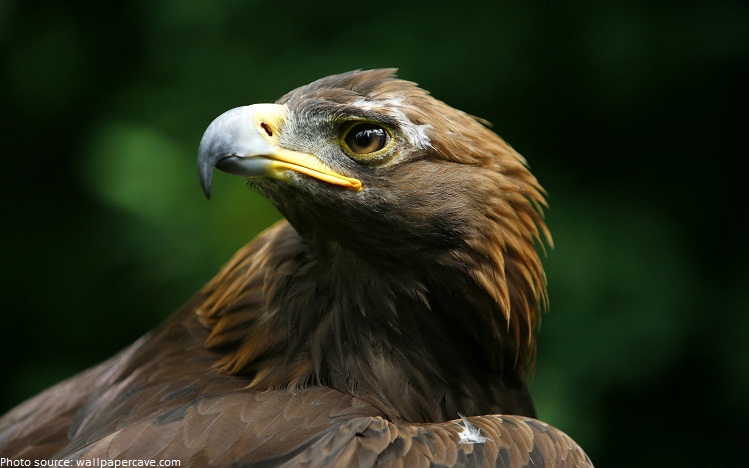 golden eagle portrait